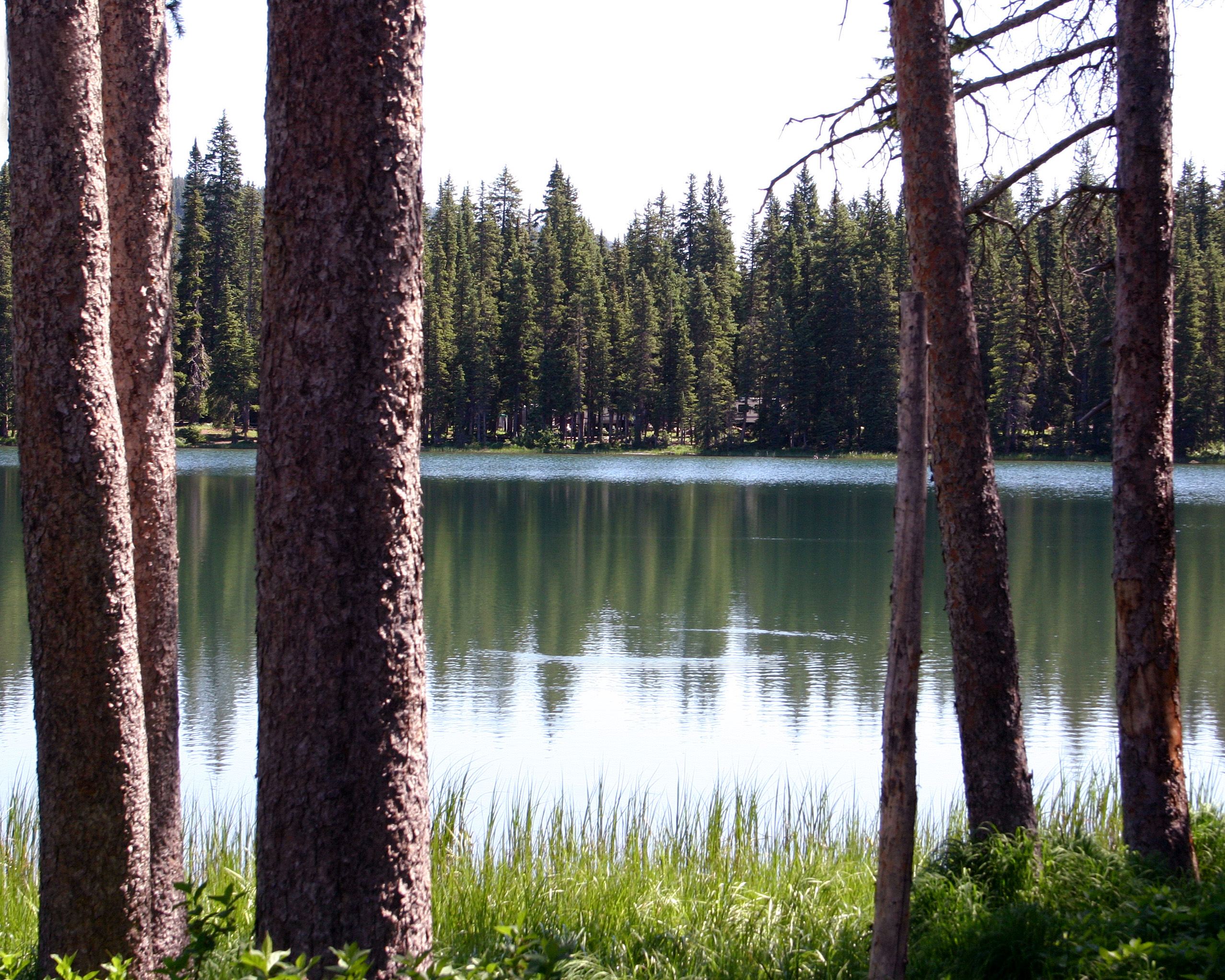 Read more about the article A Summer Day  on Grand Mesa